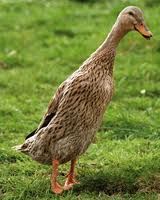 Nothing Like A Little Duck Drama Image